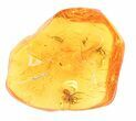 Detailed Fossil Spider (Aranea) In Baltic Amber #58080-1